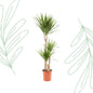 Dracaena Marginata - 120 cm - Forestbloom