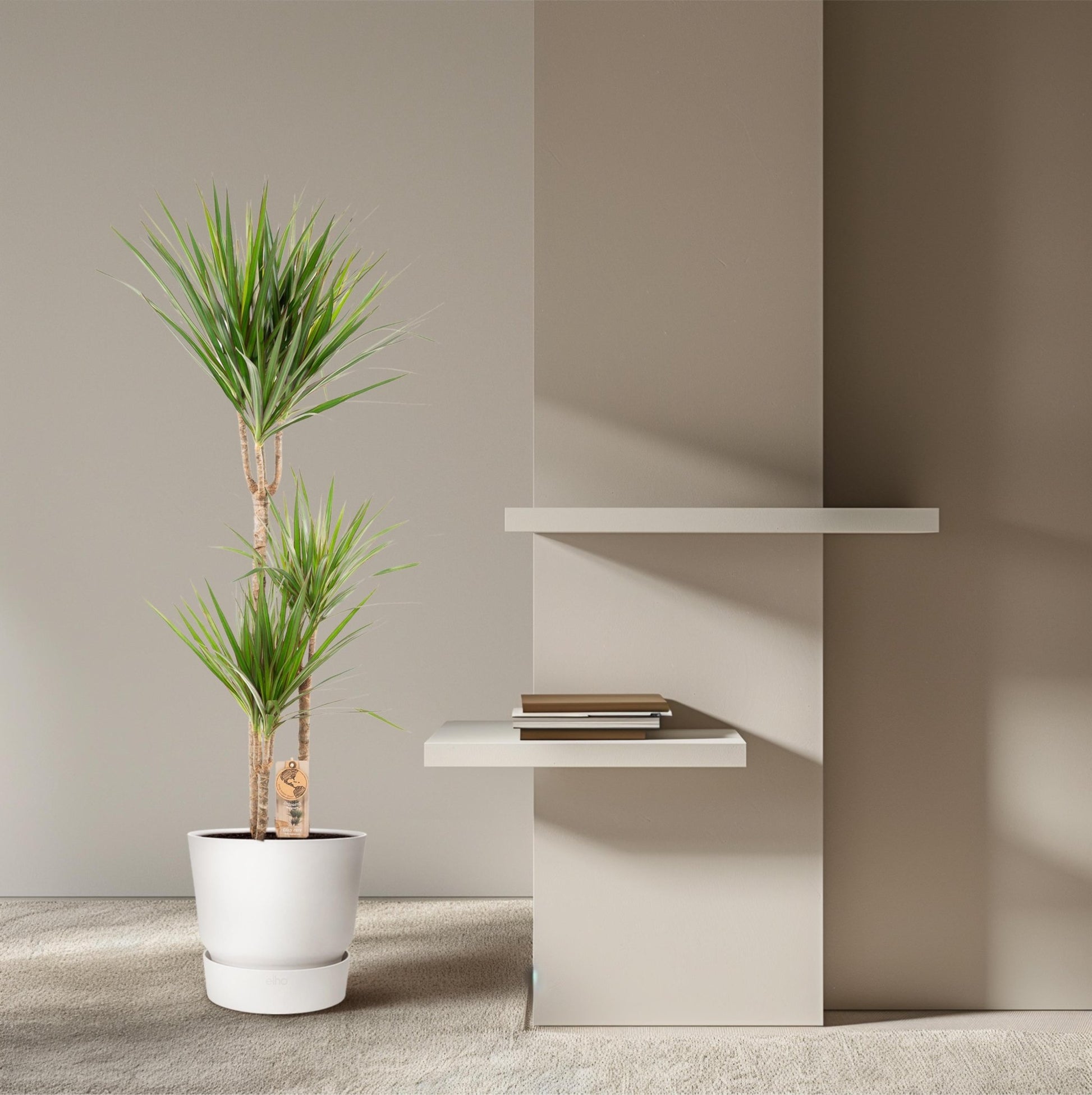 Dracaena Marginata - 120 cm - Forestbloom