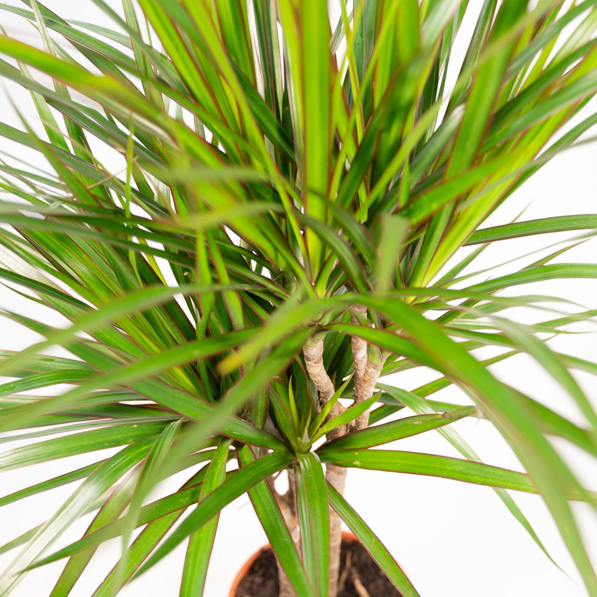 Dracaena Marginata - 120 cm - Forestbloom