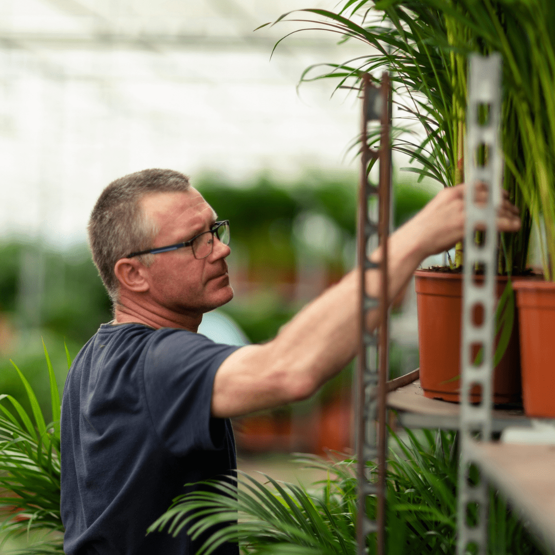 Dracaena Marginata - 120 cm - Forestbloom