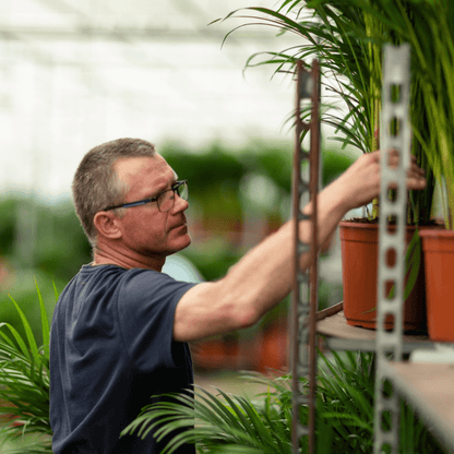 Dracaena Marginata - 120 cm - Forestbloom