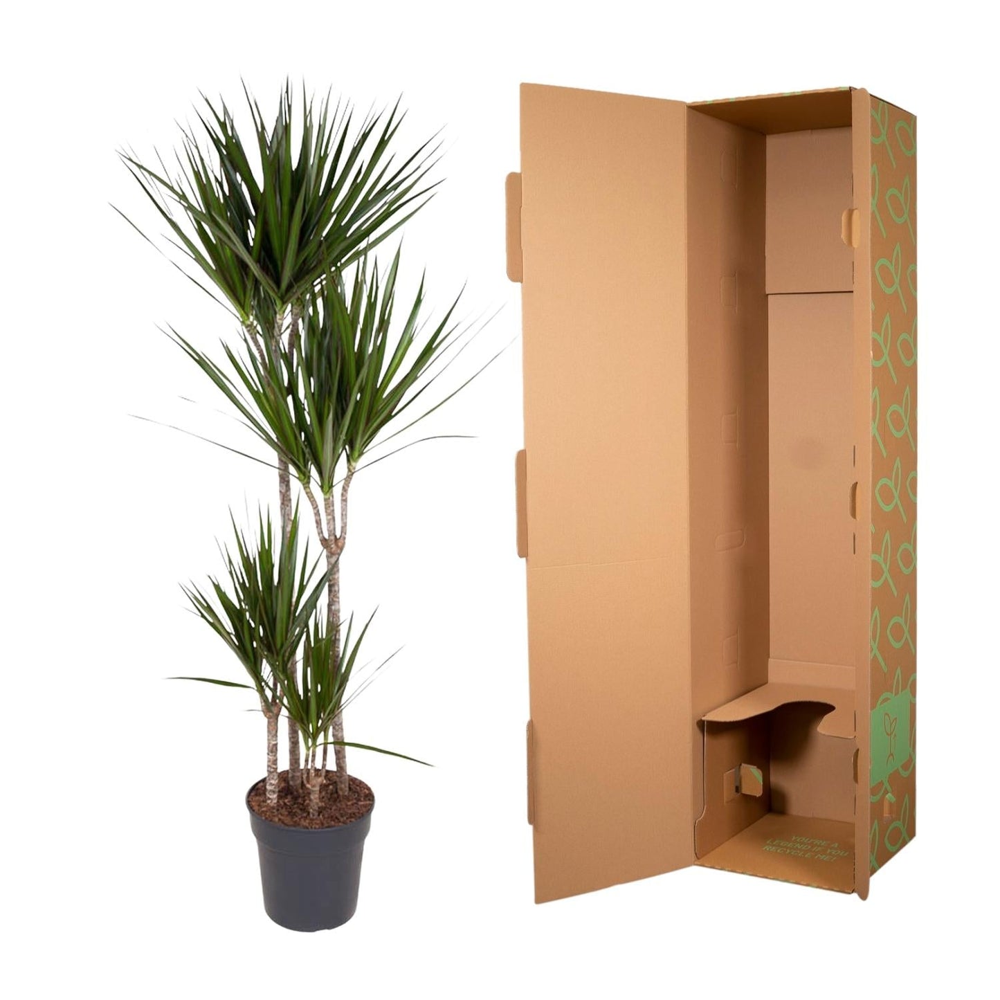 Dracaena Marginata - 180 cm - Forestbloom