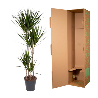 Dracaena Marginata - 180 cm - Forestbloom