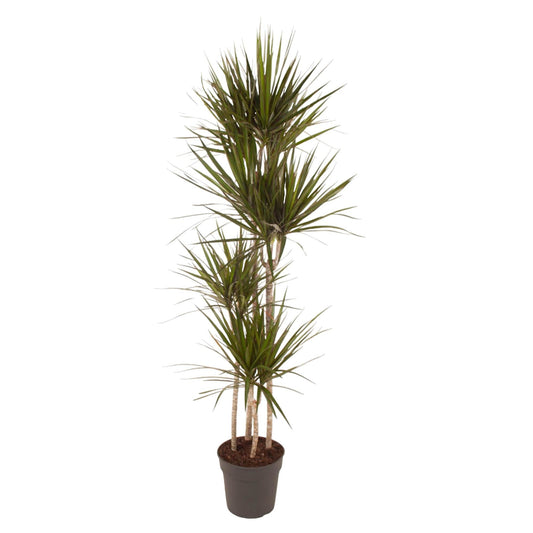 Dracaena Marginata - 180 cm - Forestbloom