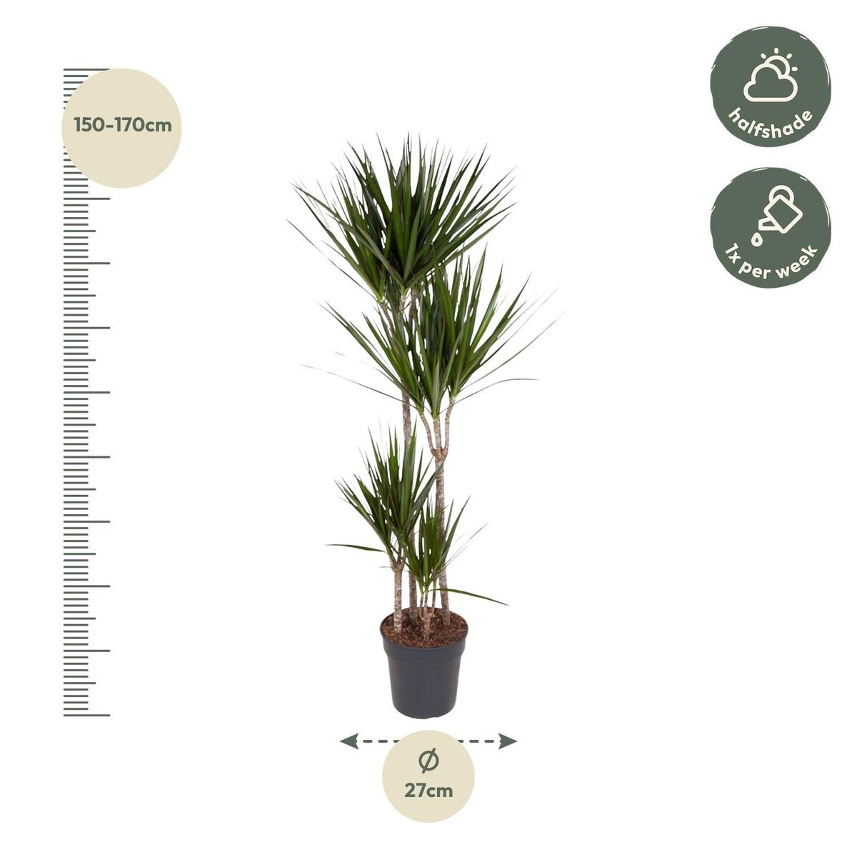 Dracaena Marginata - 180 cm - Forestbloom