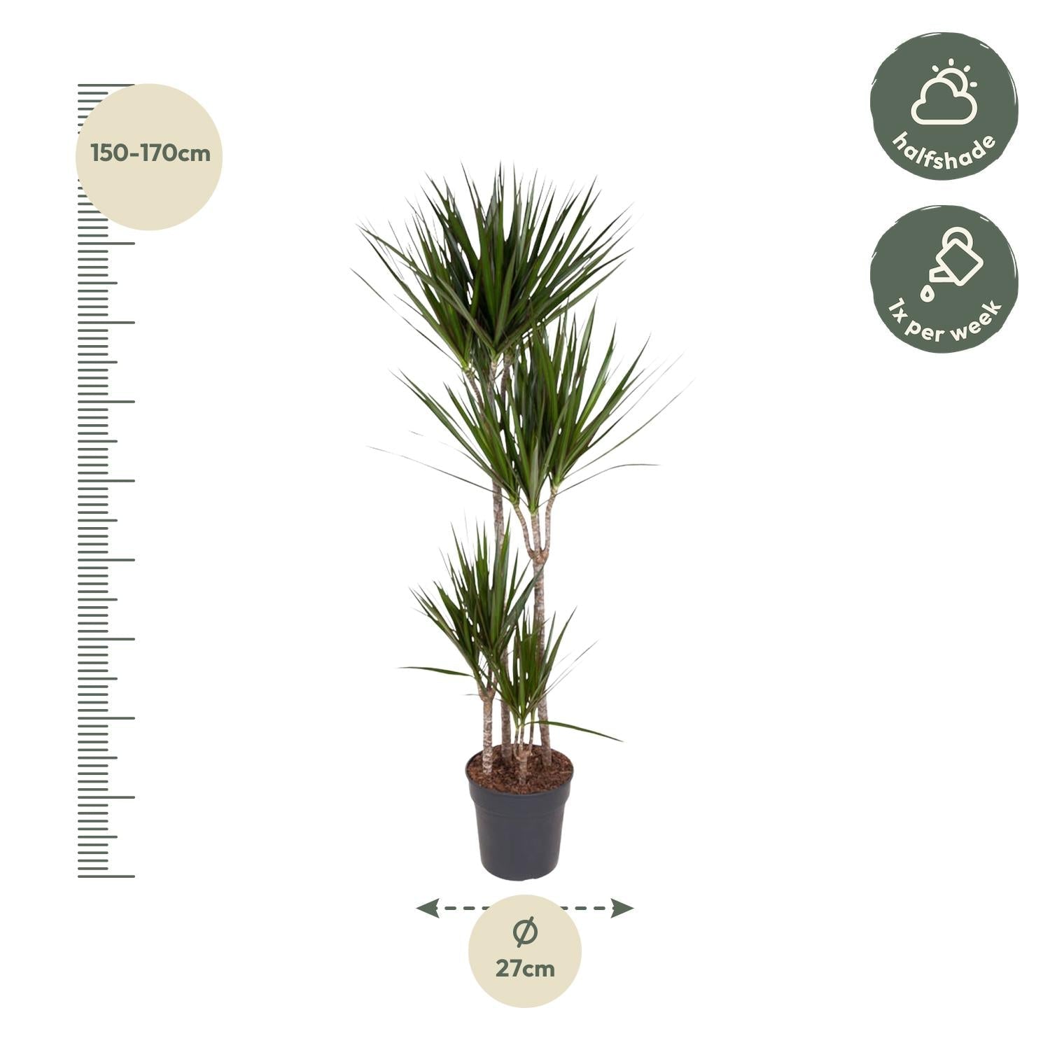 Dracaena Marginata - 180 cm - Forestbloom