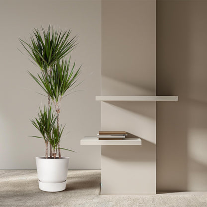 Dracaena Marginata - 180 cm - Forestbloom