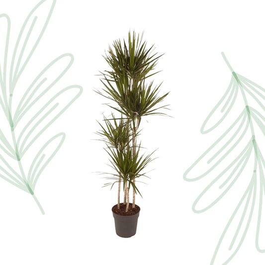 Dracaena Marginata - 180 cm - Forestbloom