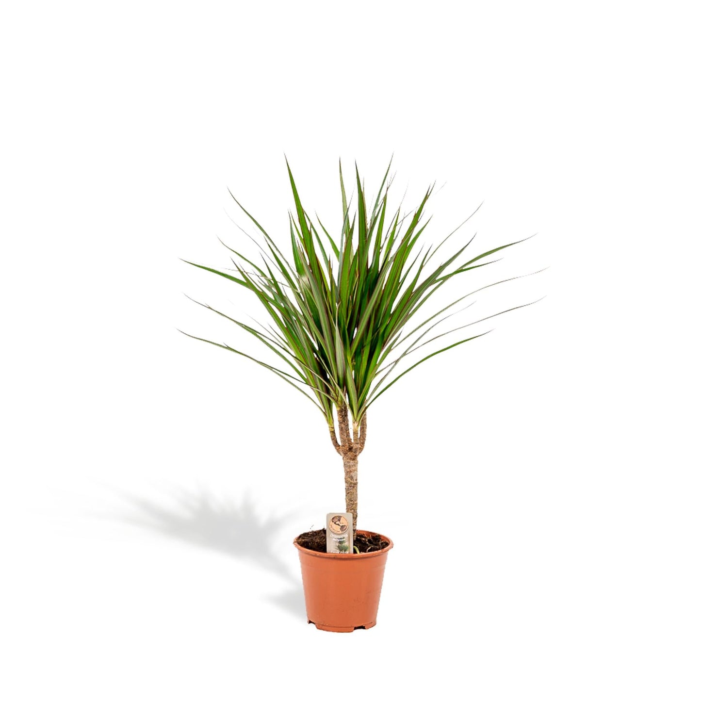 Dracaena Marginata - 60 cm - Forestbloom