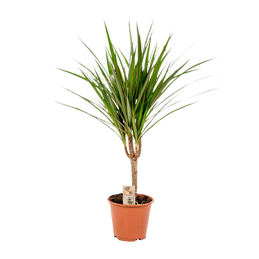Dracaena Marginata - 60 cm - Forestbloom