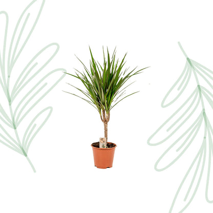 Dracaena Marginata - 60 cm - Forestbloom