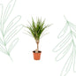 Dracaena Marginata - 60 cm - Forestbloom