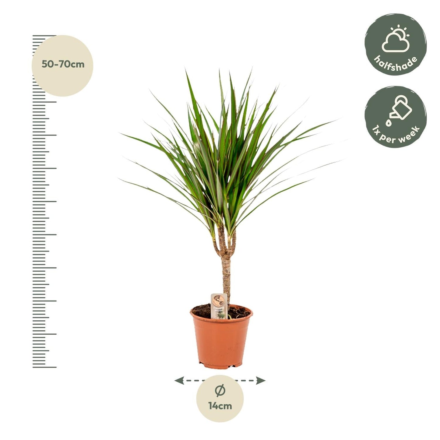 Dracaena Marginata - 60 cm - Forestbloom