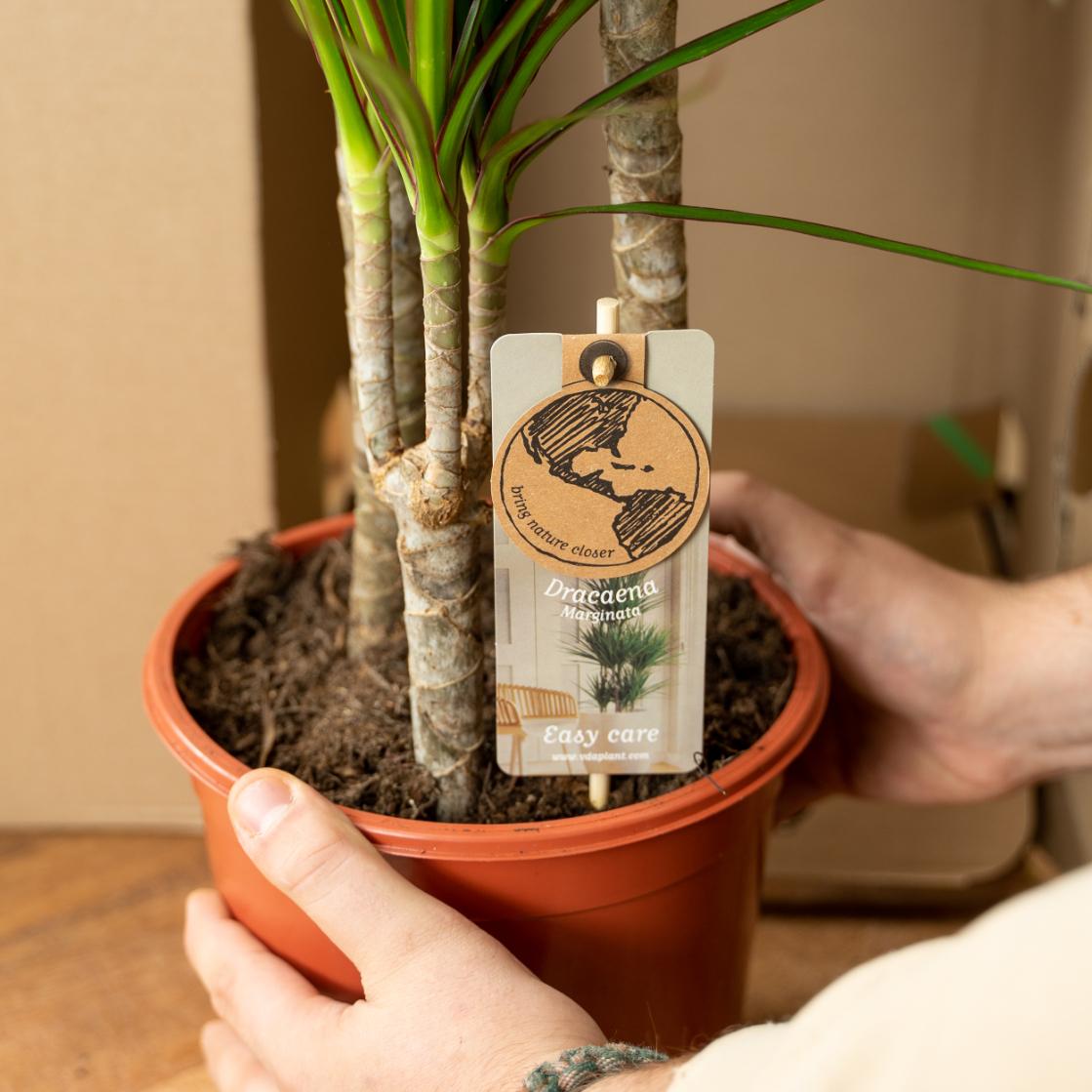 Dracaena Marginata - 60 cm - Forestbloom