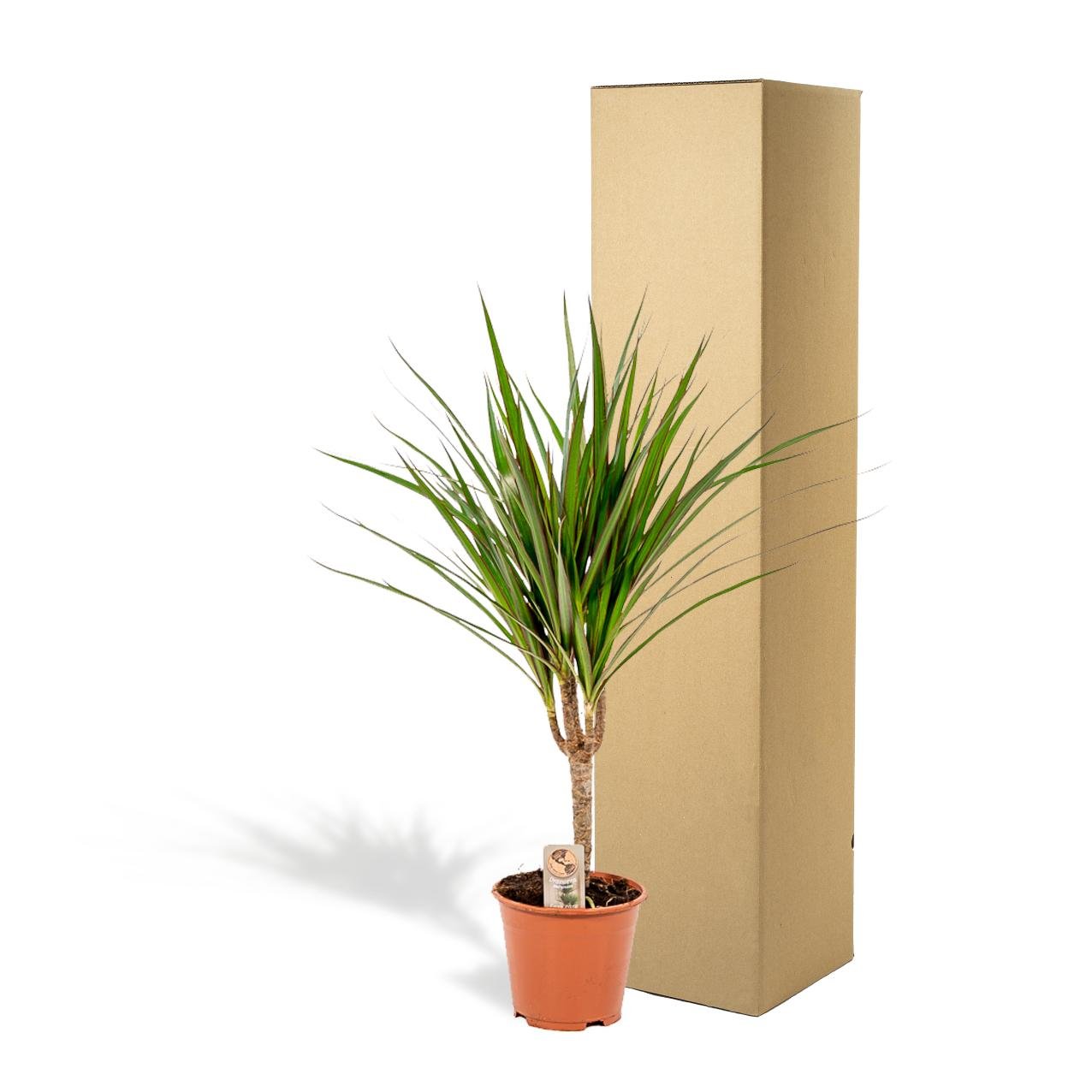 Dracaena Marginata - 60 cm - Forestbloom