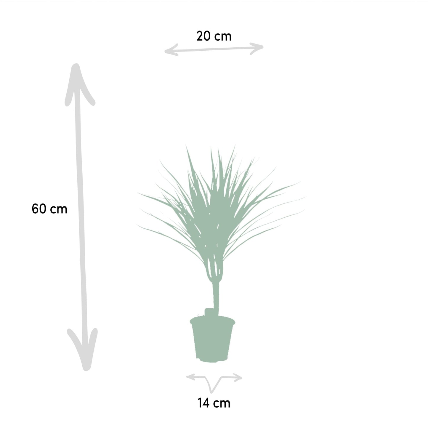 Dracaena Marginata - 60 cm - Forestbloom