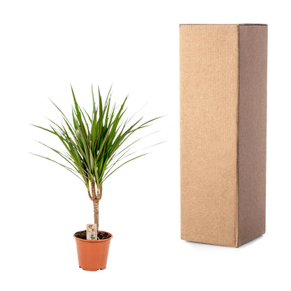 Dracaena Marginata - 60 cm - Forestbloom