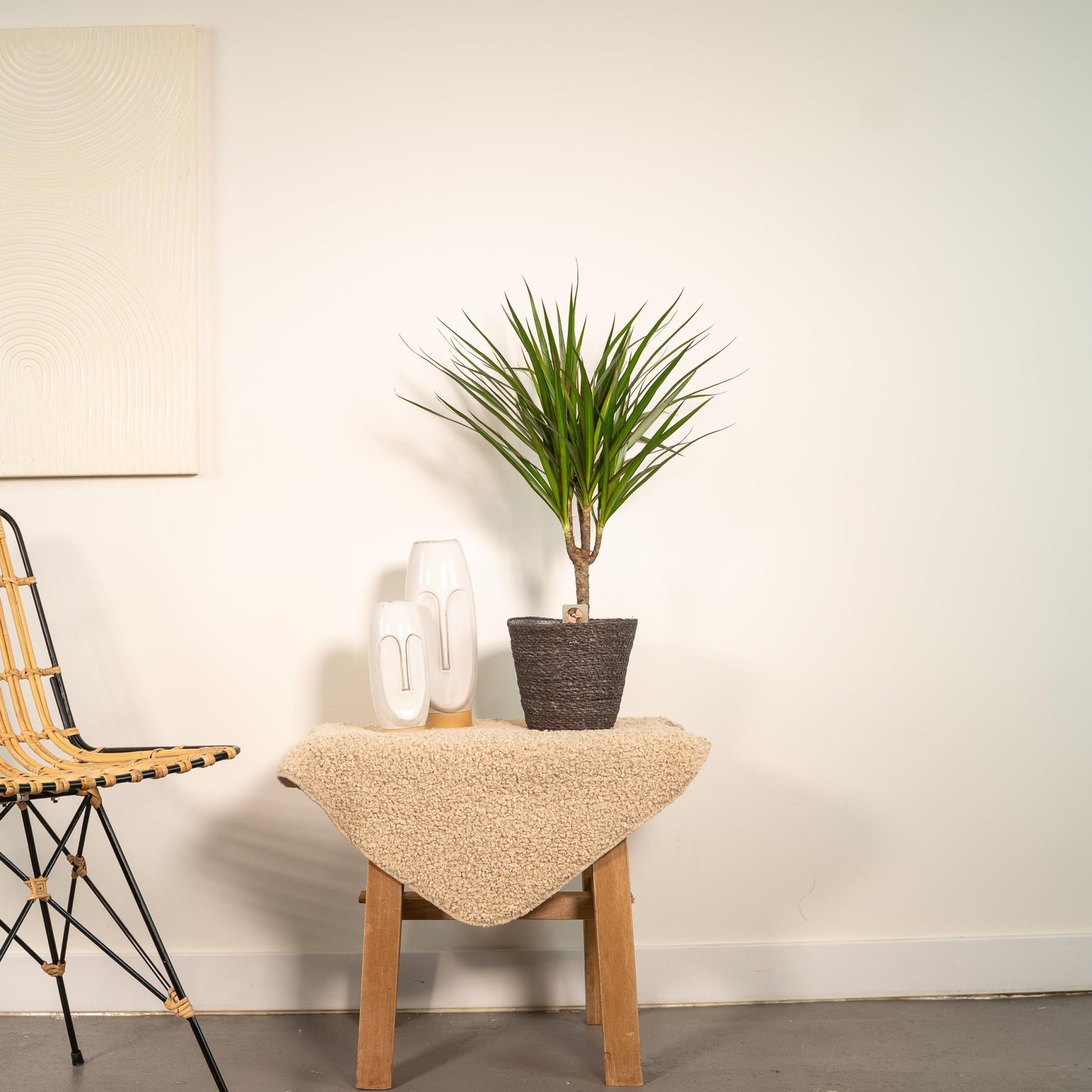 Dracaena Marginata - 60 cm - Forestbloom