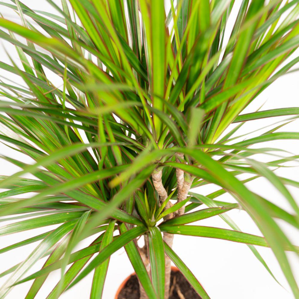 Dracaena Marginata - 90 cm - Forestbloom