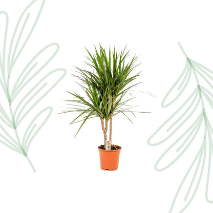 Dracaena Marginata - 90 cm - Forestbloom