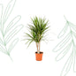 Dracaena Marginata - 90 cm - Forestbloom