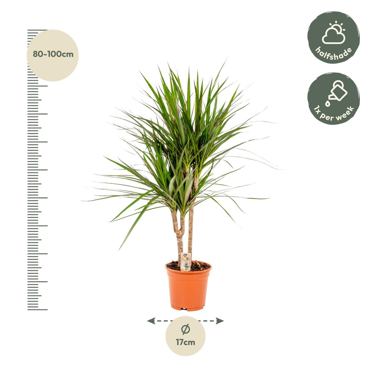 Dracaena Marginata - 90 cm - Forestbloom