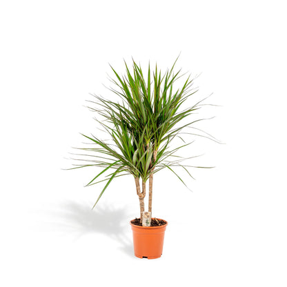 Dracaena Marginata - 90 cm - Forestbloom