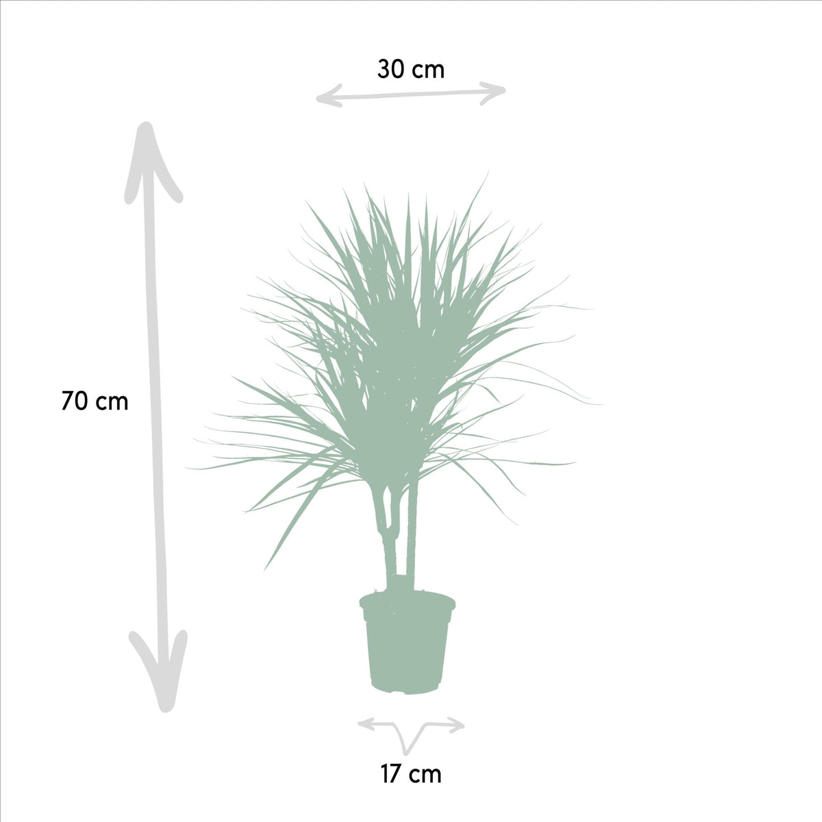 Dracaena Marginata - 90 cm - Forestbloom