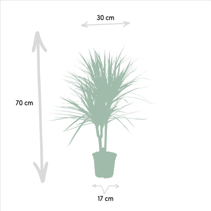 Dracaena Marginata - 90 cm - Forestbloom
