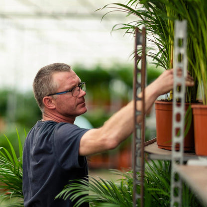 Dracaena Marginata - 90 cm - Forestbloom