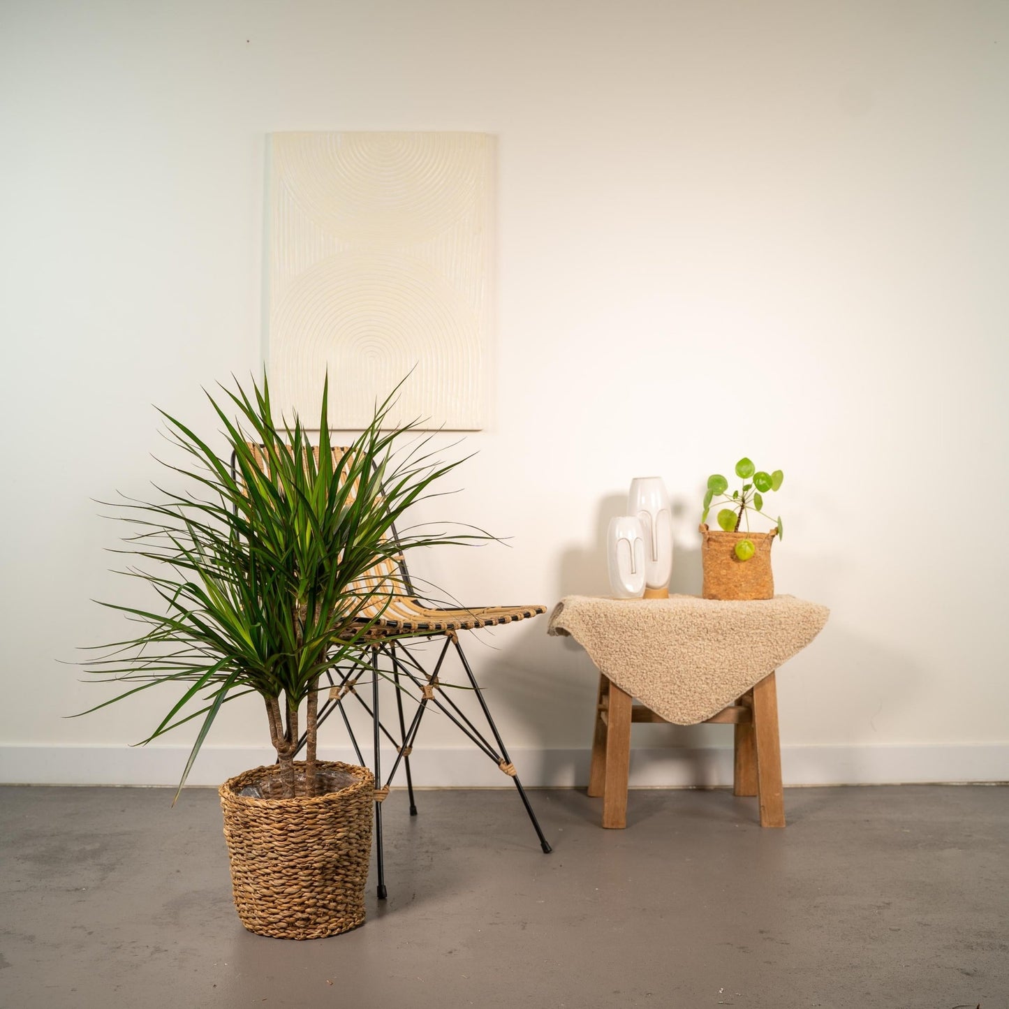 Dracaena Marginata - 90 cm - Forestbloom