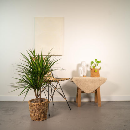 Dracaena Marginata - 90 cm - Forestbloom