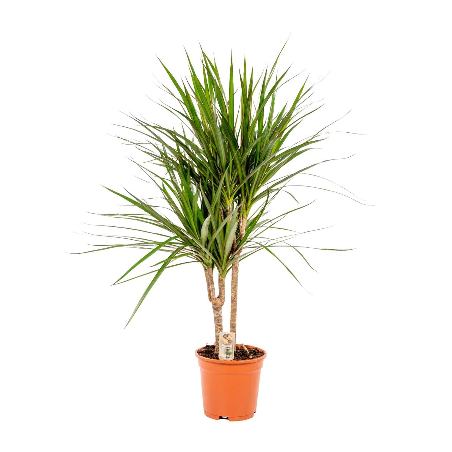 Dracaena Marginata - 90 cm - Forestbloom