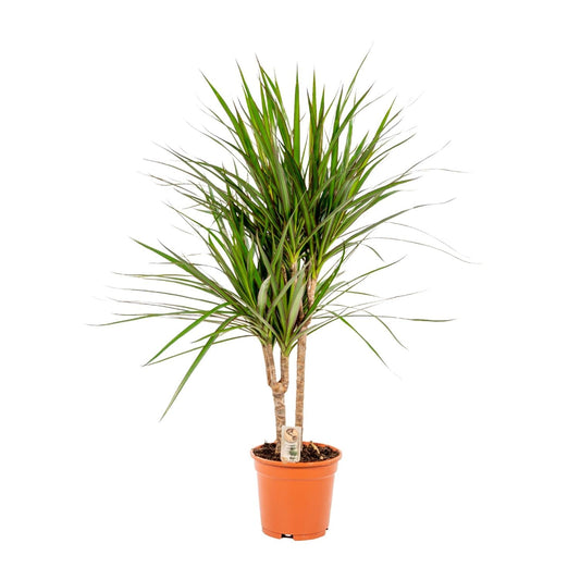 Dracaena Marginata - 90 cm - Forestbloom