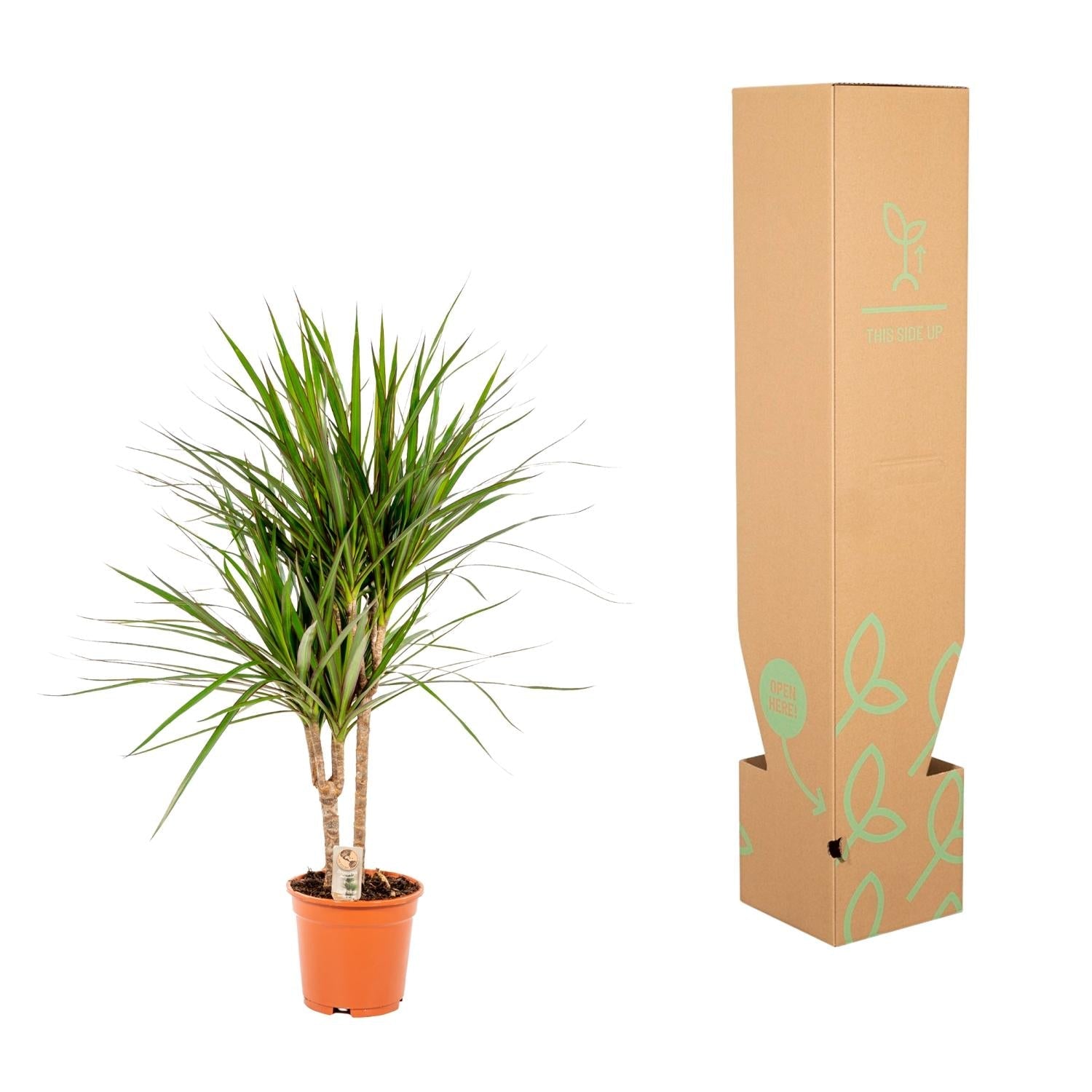 Dracaena Marginata - 90 cm - Forestbloom