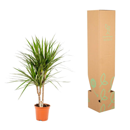 Dracaena Marginata - 90 cm - Forestbloom