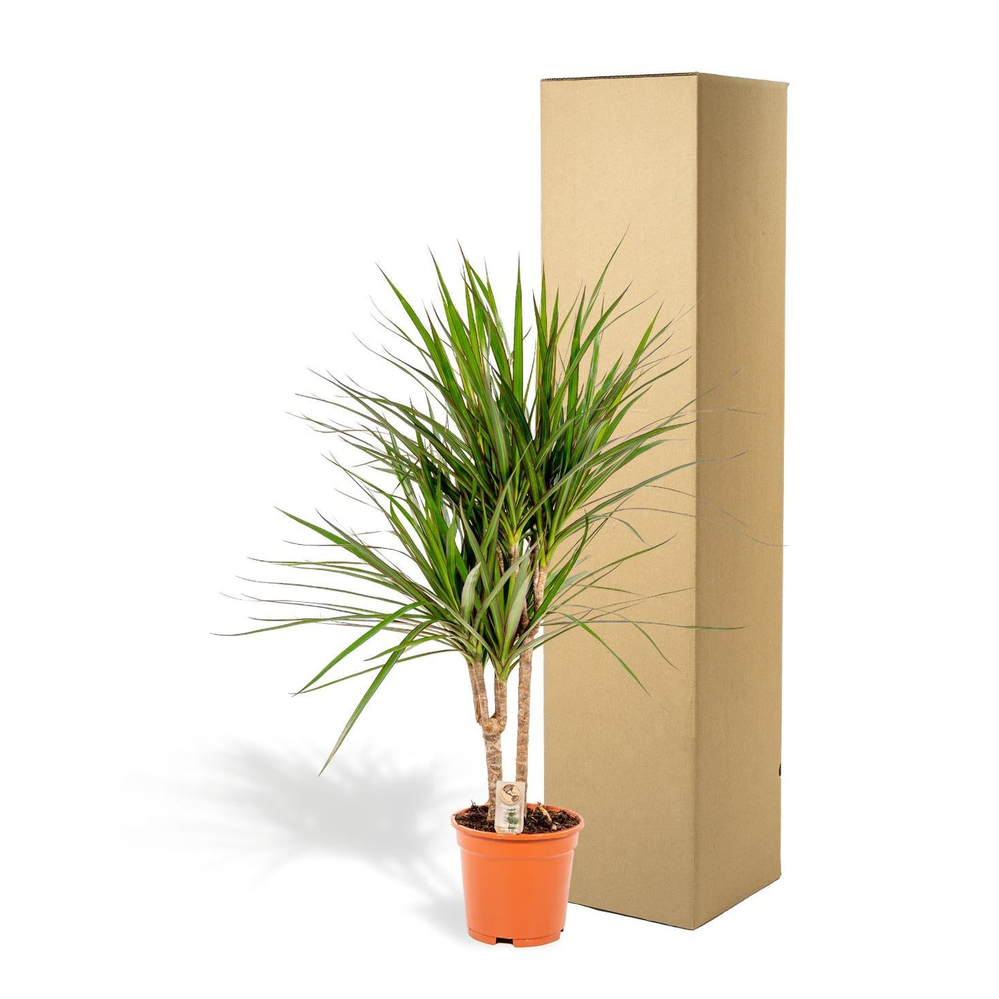 Dracaena Marginata - 90 cm - Forestbloom