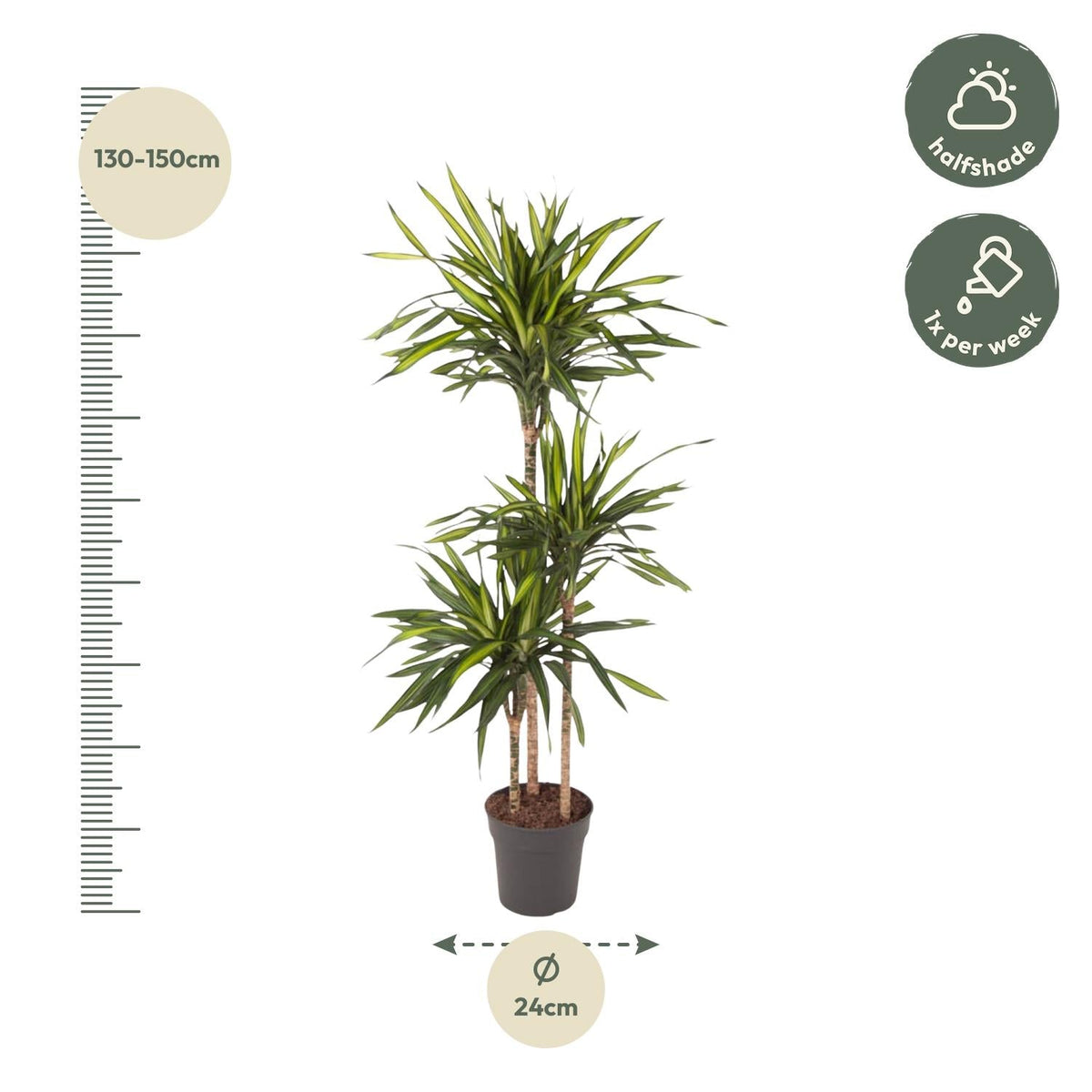 Dracaena Riki - 140 cm - Forestbloom