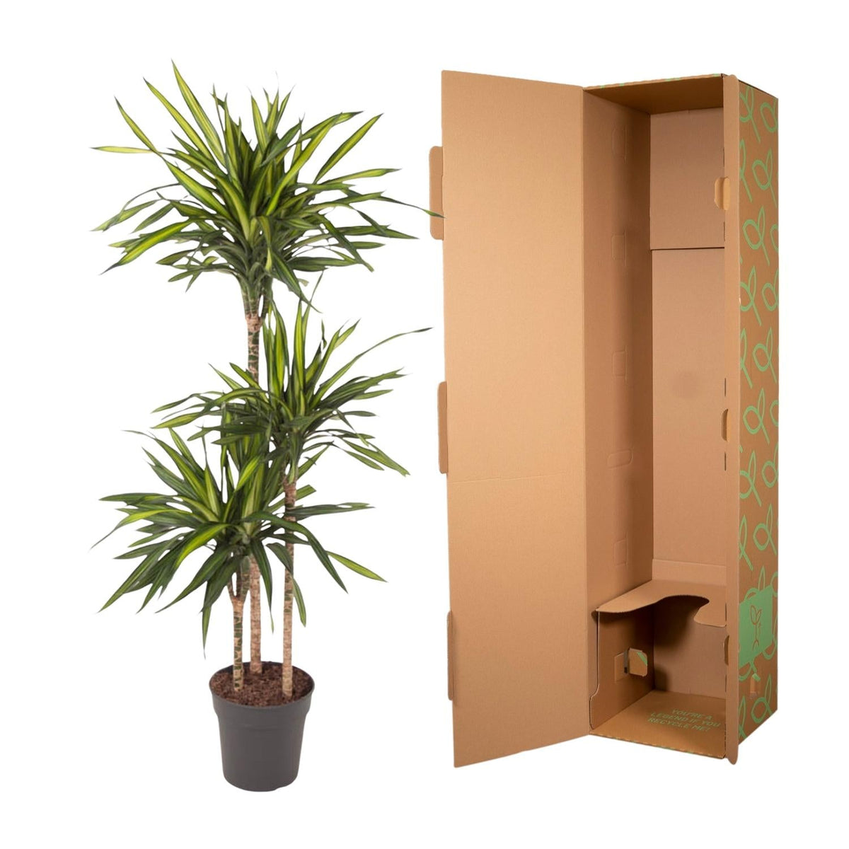 Dracaena Riki - 140 cm - Forestbloom