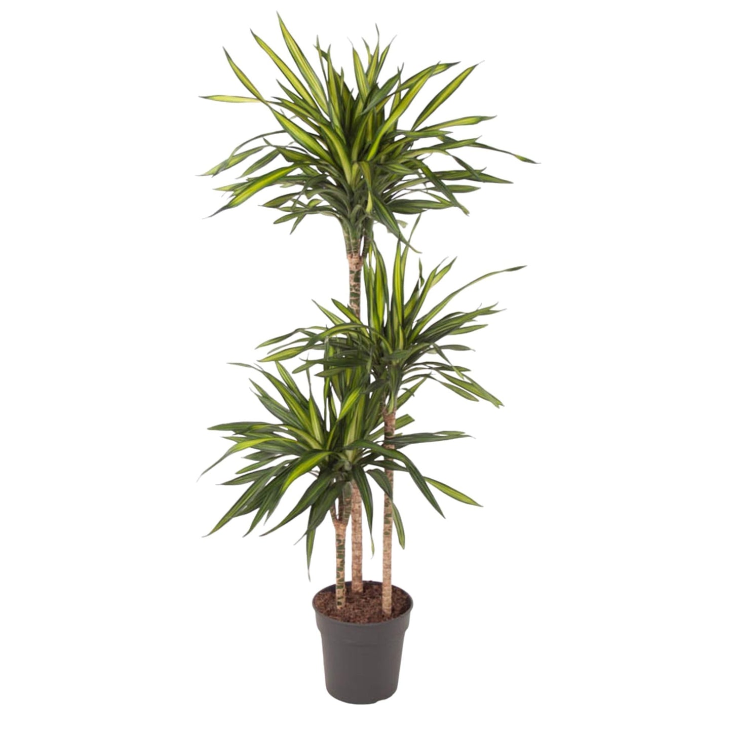 Dracaena Riki - 140 cm - Forestbloom