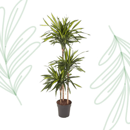 Dracaena Riki - 140 cm - Forestbloom