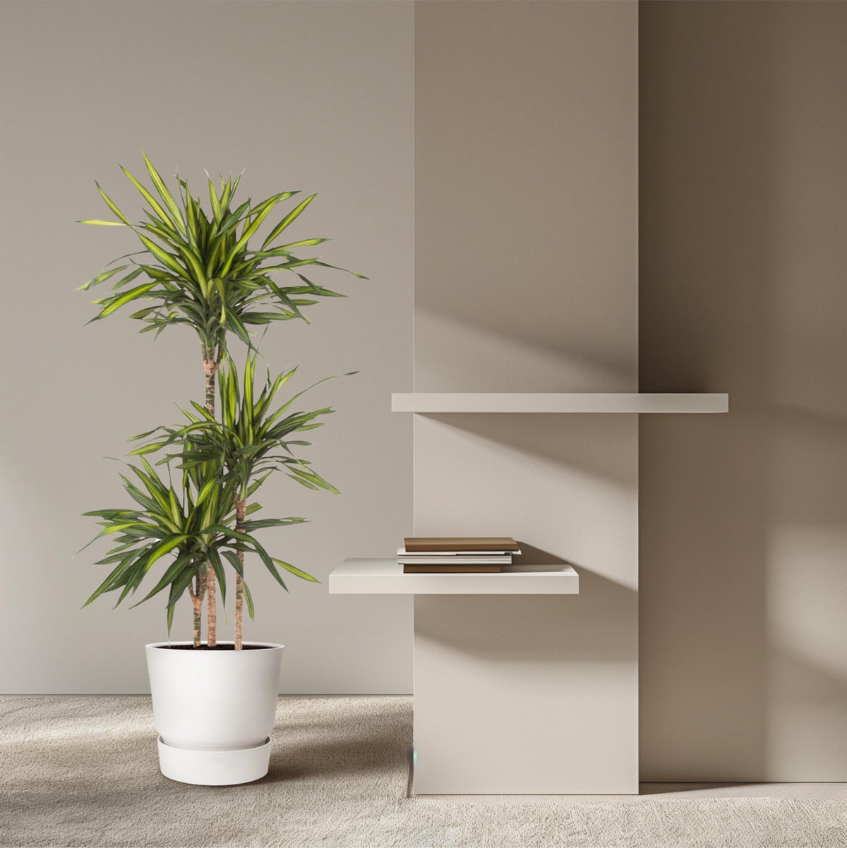Dracaena Riki - 140 cm - Forestbloom