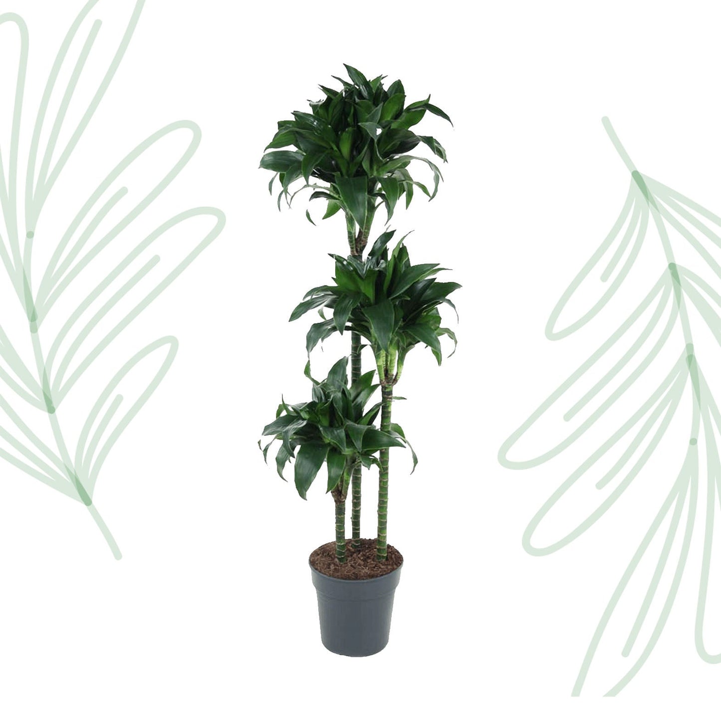 Dracaena Tatuade - 140 cm - Forestbloom