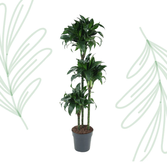 Dracaena Tatuade - 140 cm - Forestbloom