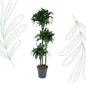 Dracaena Tatuade - 140 cm - Forestbloom