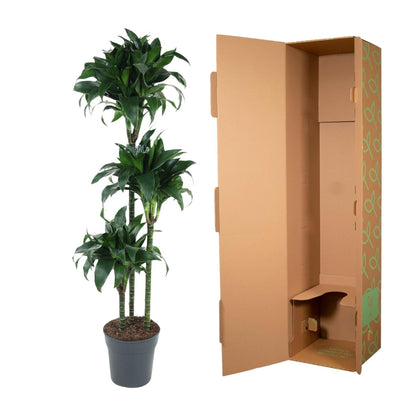 Dracaena Tatuade - 140 cm - Forestbloom