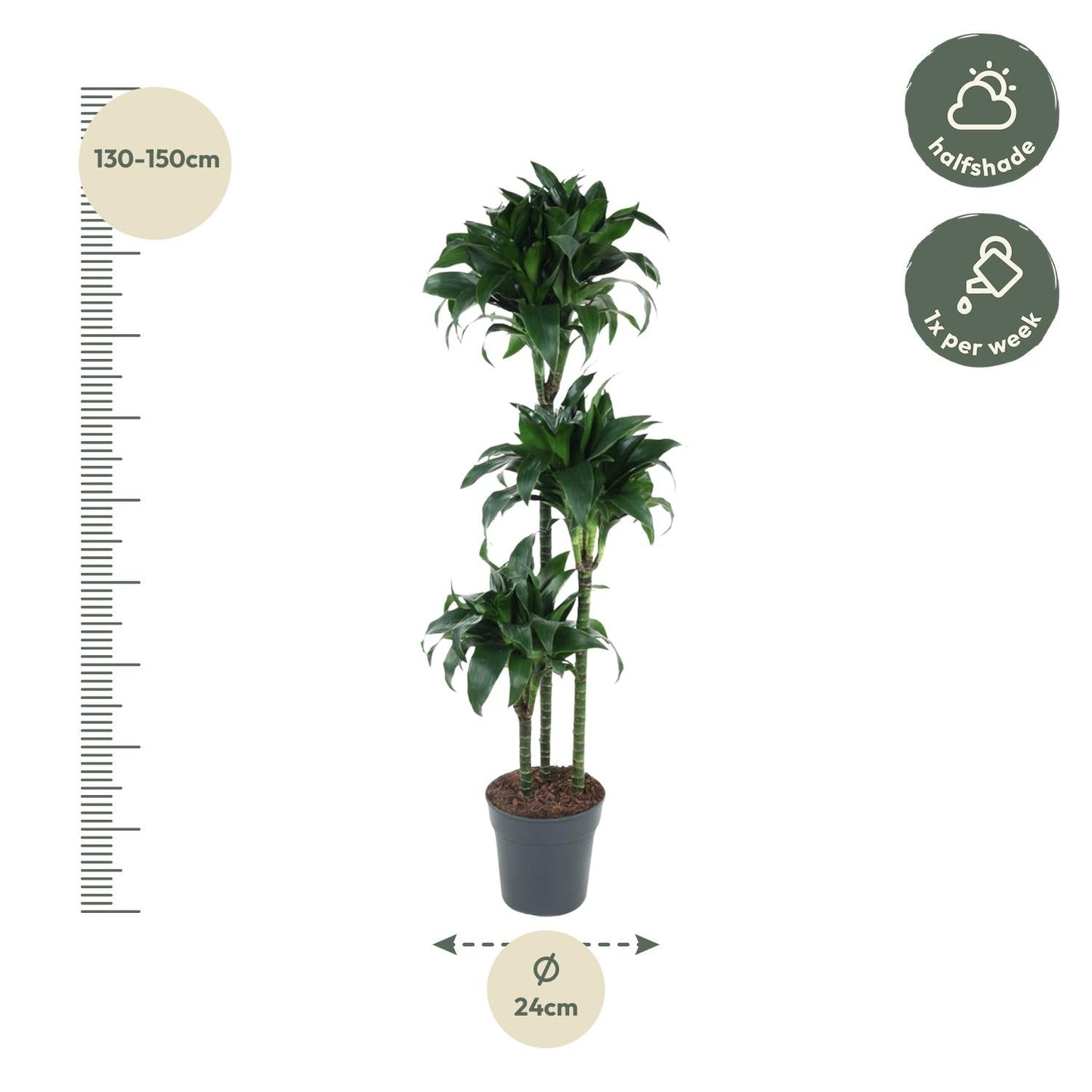 Dracaena Tatuade - 140 cm - Forestbloom