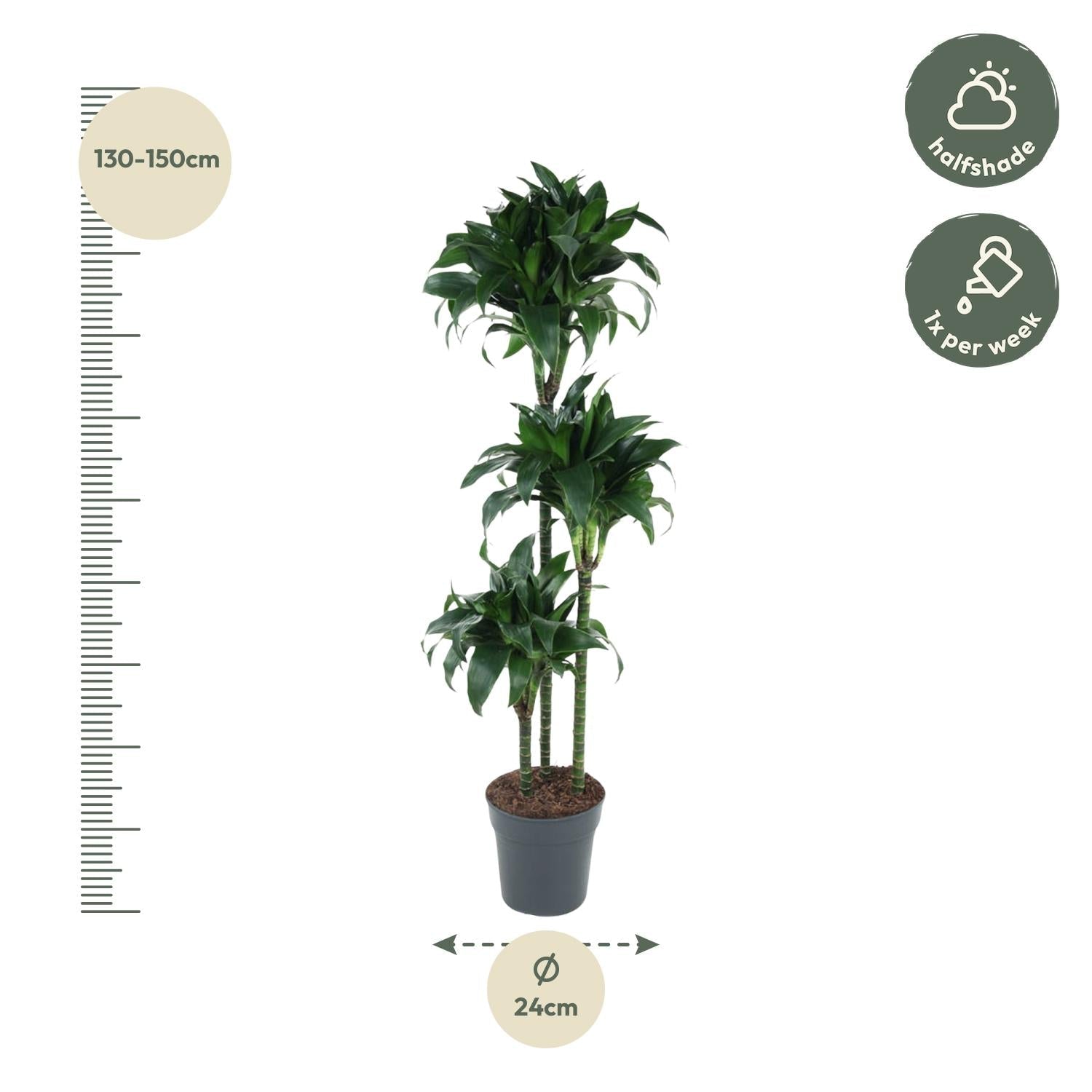 Dracaena Tatuade - 140 cm - Forestbloom