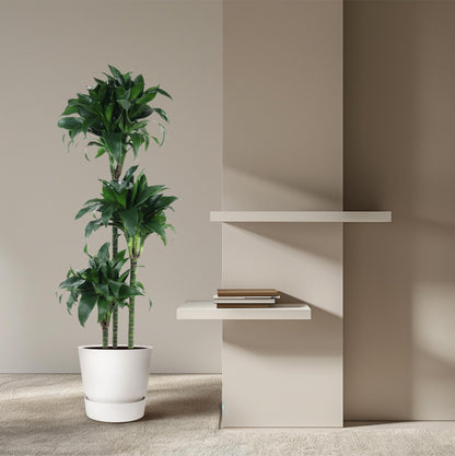 Dracaena Tatuade - 140 cm - Forestbloom