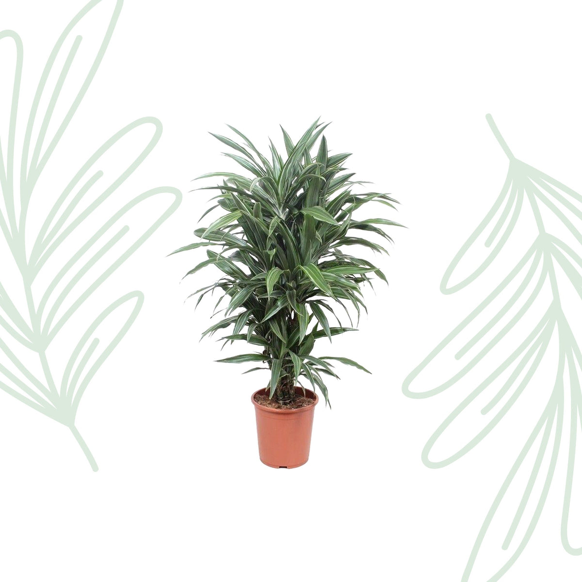 Dracaena Warneckei - 100 cm - Forestbloom